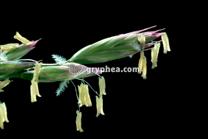 Graminée - fleurs épanouies - gryphea.com